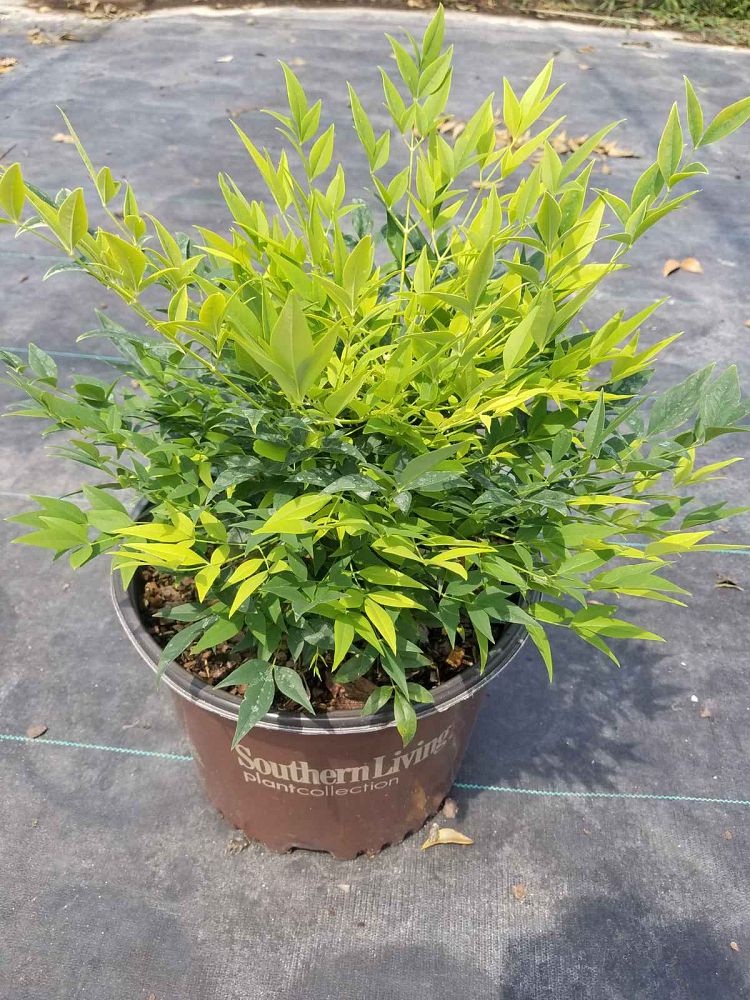 nandina-domestica-lemon-lime-heavenly-bamboo