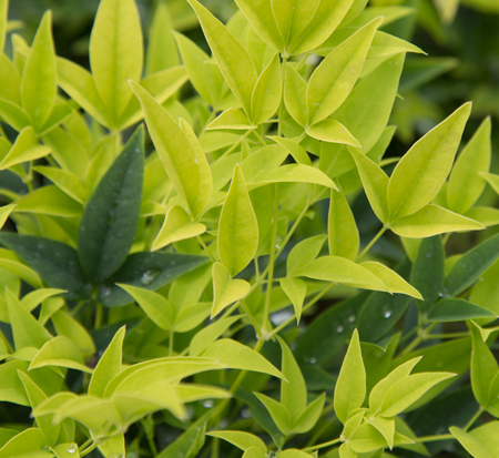 nandina-domestica-lemon-lime-heavenly-bamboo