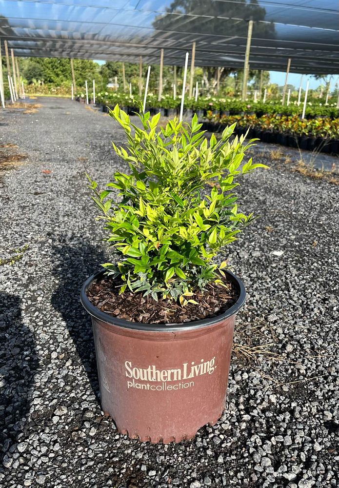 nandina-domestica-lemon-lime-heavenly-bamboo