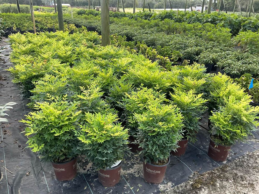 nandina-domestica-lemon-lime-heavenly-bamboo