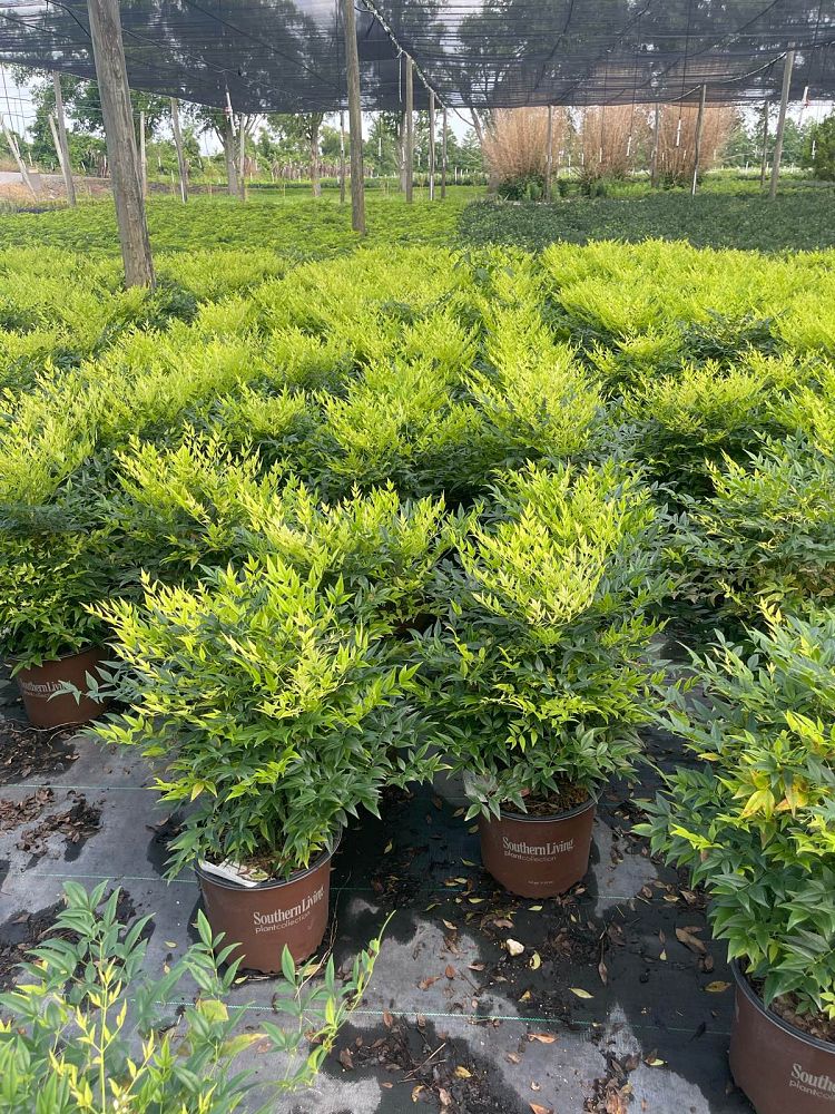 nandina-domestica-lemon-lime-heavenly-bamboo