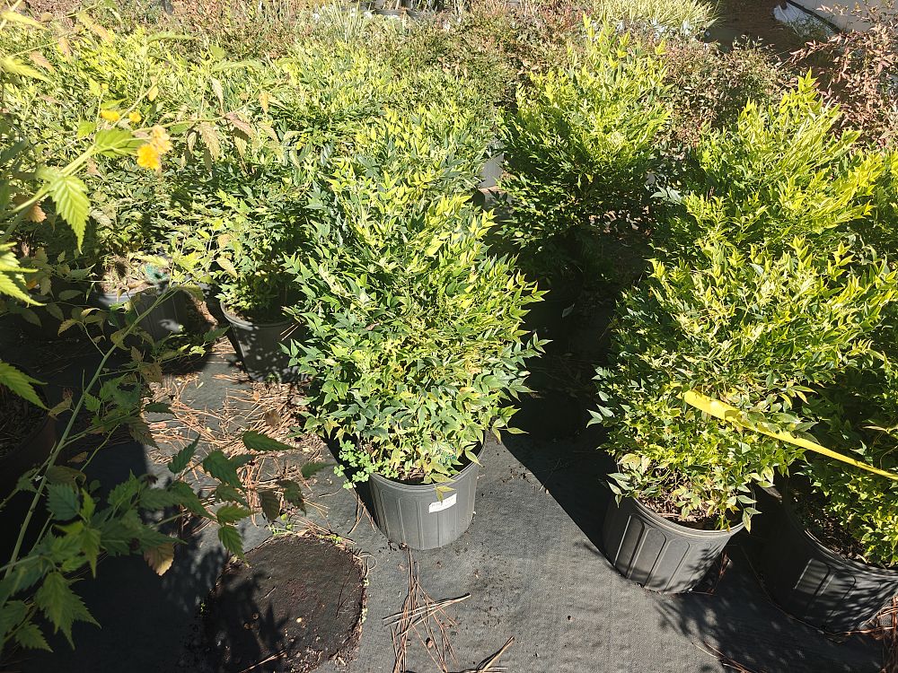 nandina-domestica-lemon-lime-heavenly-bamboo