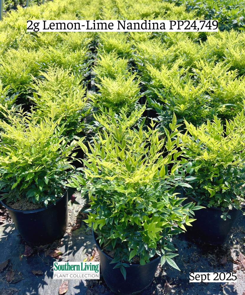 nandina-domestica-lemon-lime-heavenly-bamboo