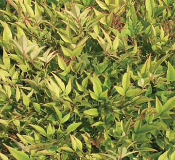 nandina-domestica-moon-bay-heavenly-bamboo