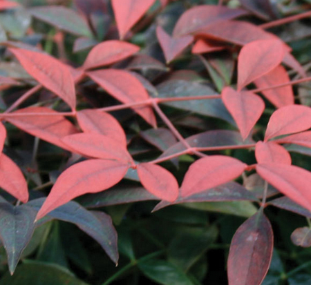 nandina-domestica-murasaki-flirt-trade-nandina