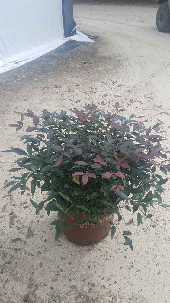nandina-domestica-murasaki-flirt-trade-nandina