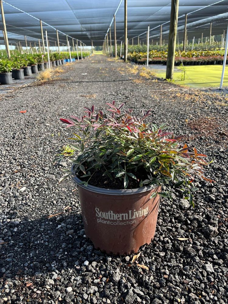 nandina-domestica-murasaki-flirt-trade-nandina