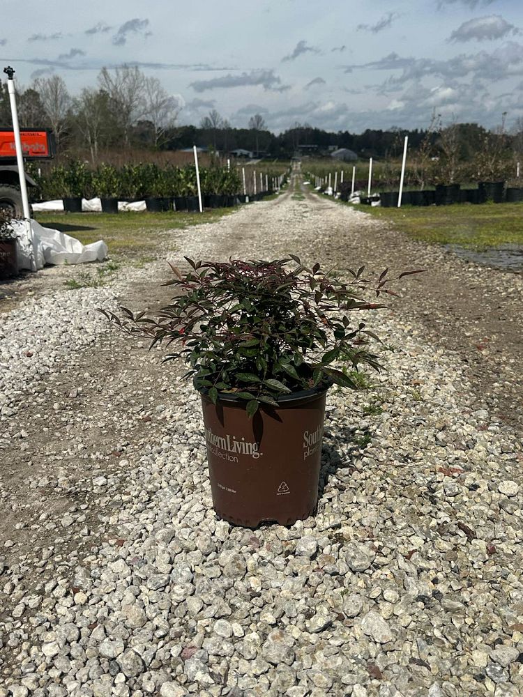 nandina-domestica-murasaki-flirt-trade-nandina