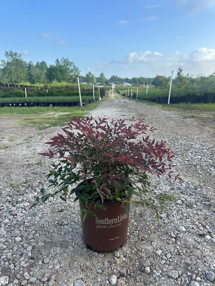 nandina-domestica-murasaki-flirt-trade-nandina