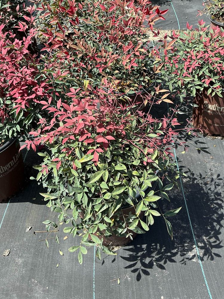 nandina-domestica-murasaki-flirt-trade-nandina