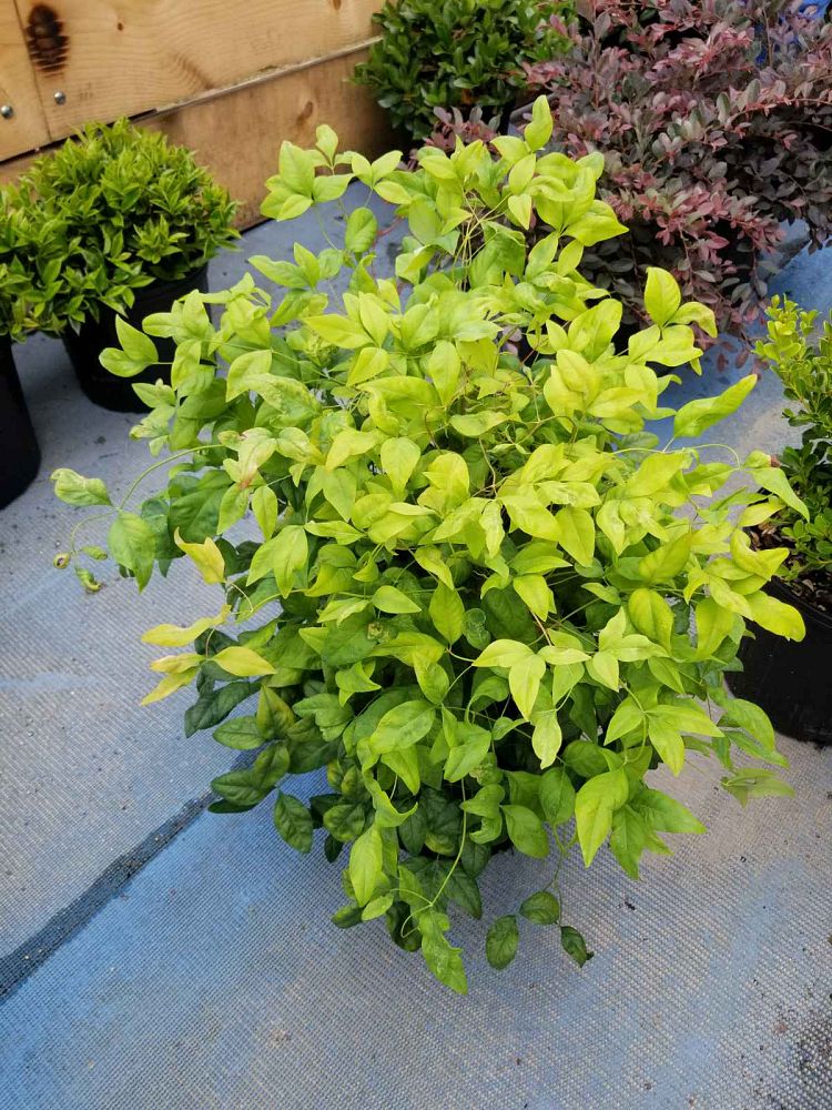 nandina-domestica-nana-heavenly-bamboo