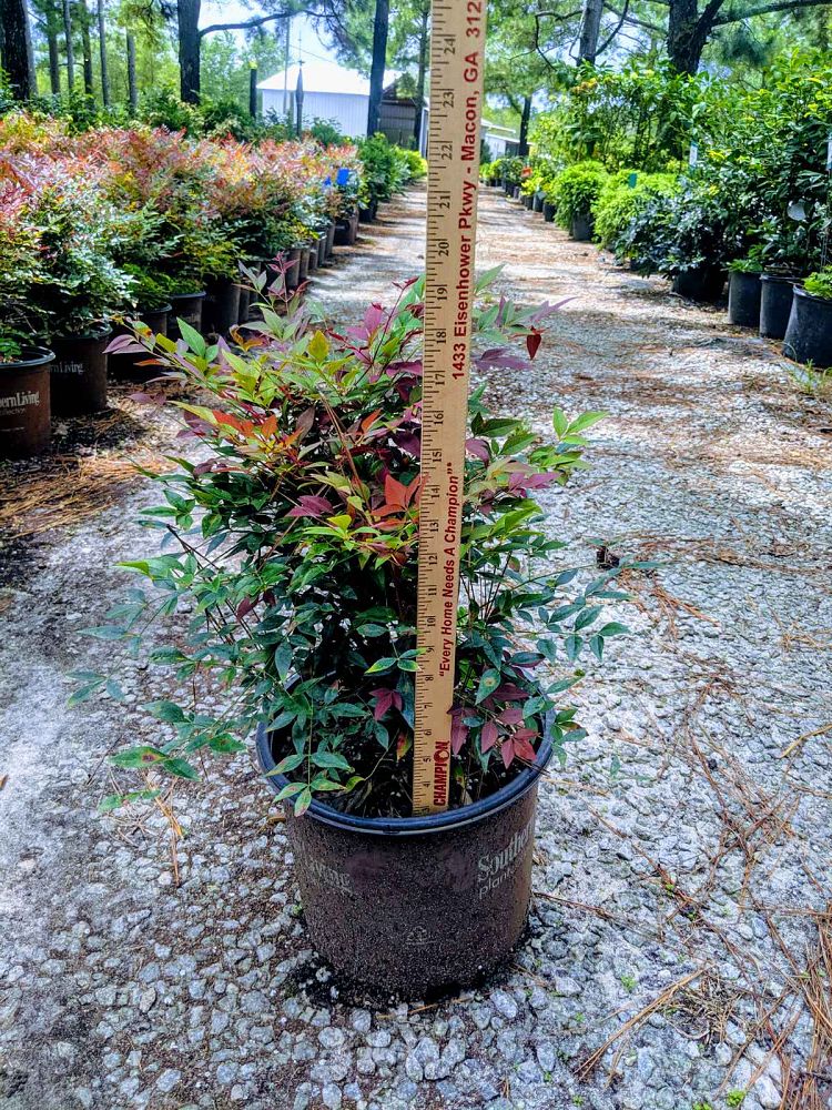 nandina-domestica-seika-obsession-trade-nandina