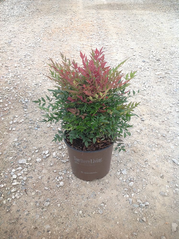 nandina-domestica-seika-obsession-trade-nandina