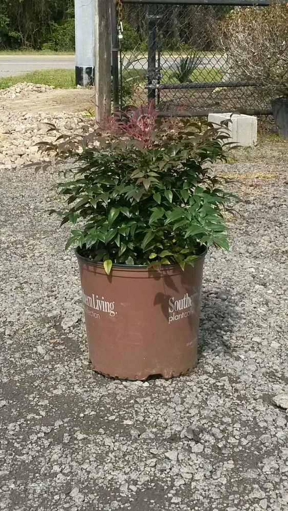 nandina-domestica-seika-obsession-trade-nandina