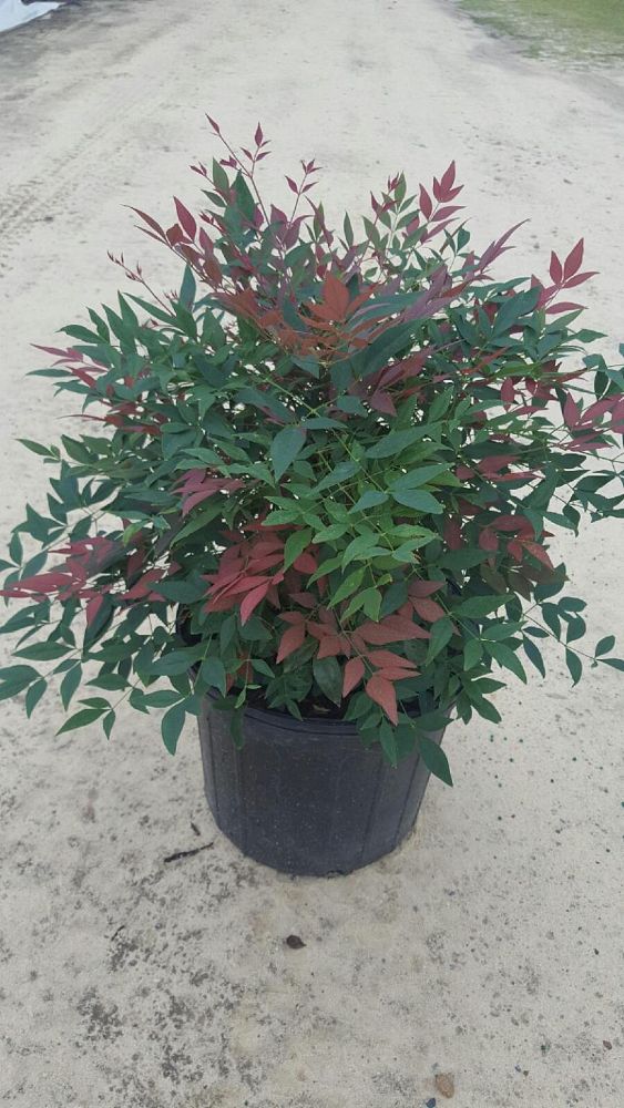 nandina-domestica-seika-obsession-trade-nandina