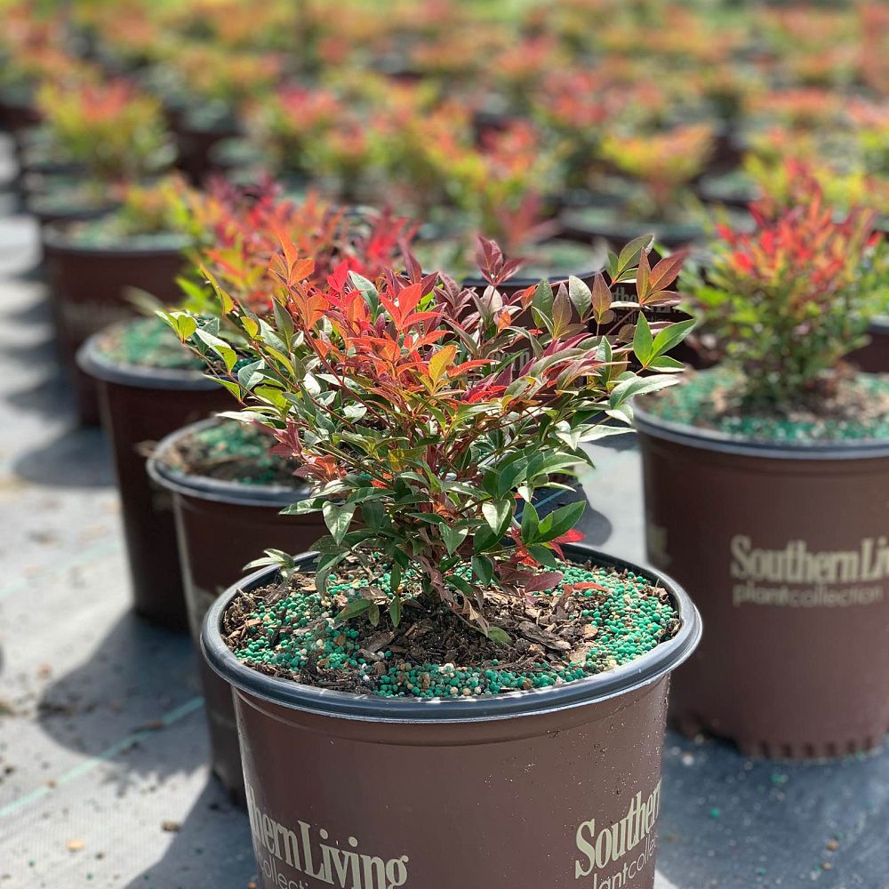 nandina-domestica-seika-obsession-trade-nandina