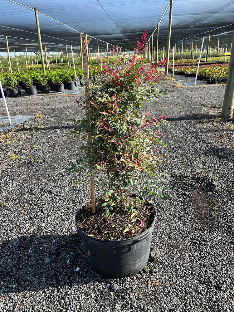 nandina-domestica-seika-obsession-trade-nandina