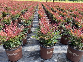 nandina-domestica-seika-obsession-trade-nandina