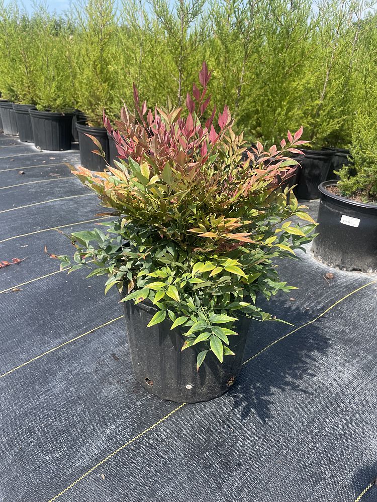 nandina-domestica-seika-obsession-trade-nandina