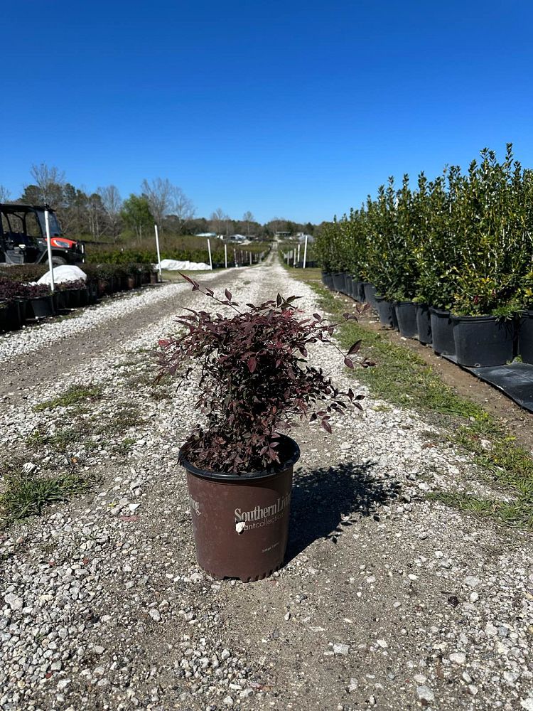 nandina-domestica-seika-obsession-trade-nandina
