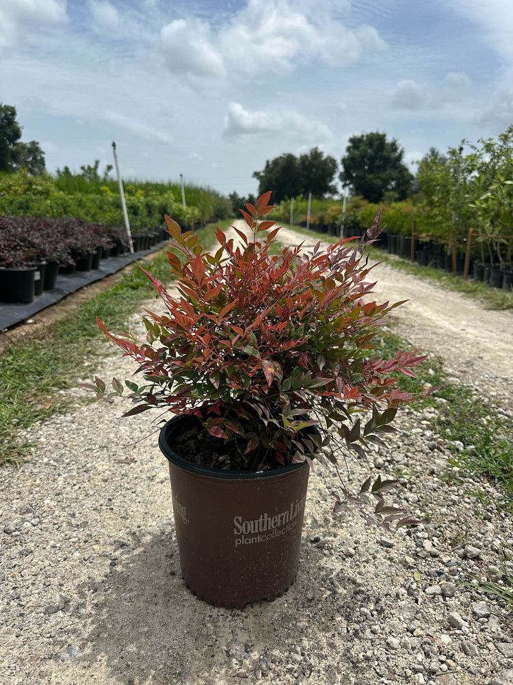 nandina-domestica-seika-obsession-trade-nandina