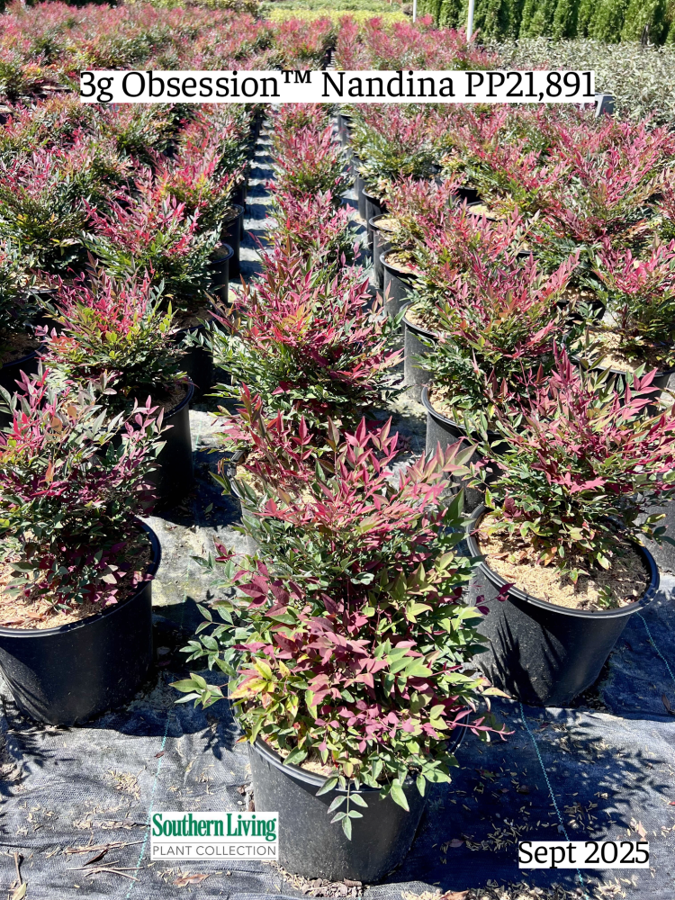 nandina-domestica-seika-obsession-trade-nandina