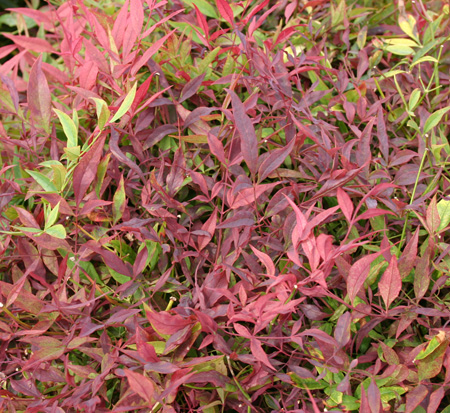 nandina-domestica-sienna-sunrise-heavenly-bamboo