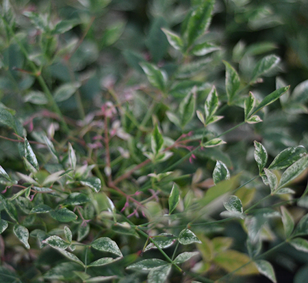 nandina-domestica-twilight-heavenly-bamboo