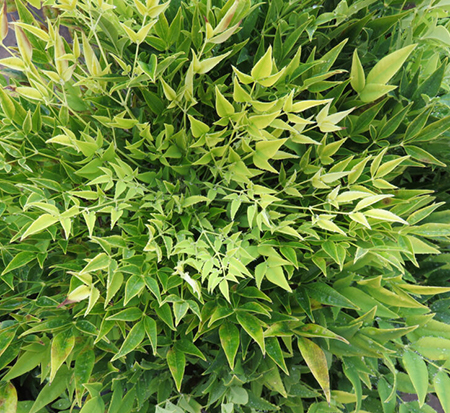 nandina-domestica-zhnan102-cool-glow-reg-lime-nandina