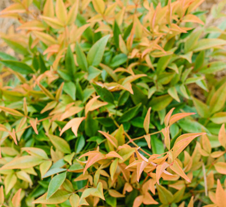 nandina-domestica-zhnan28-cool-glow-reg-peach-nandina