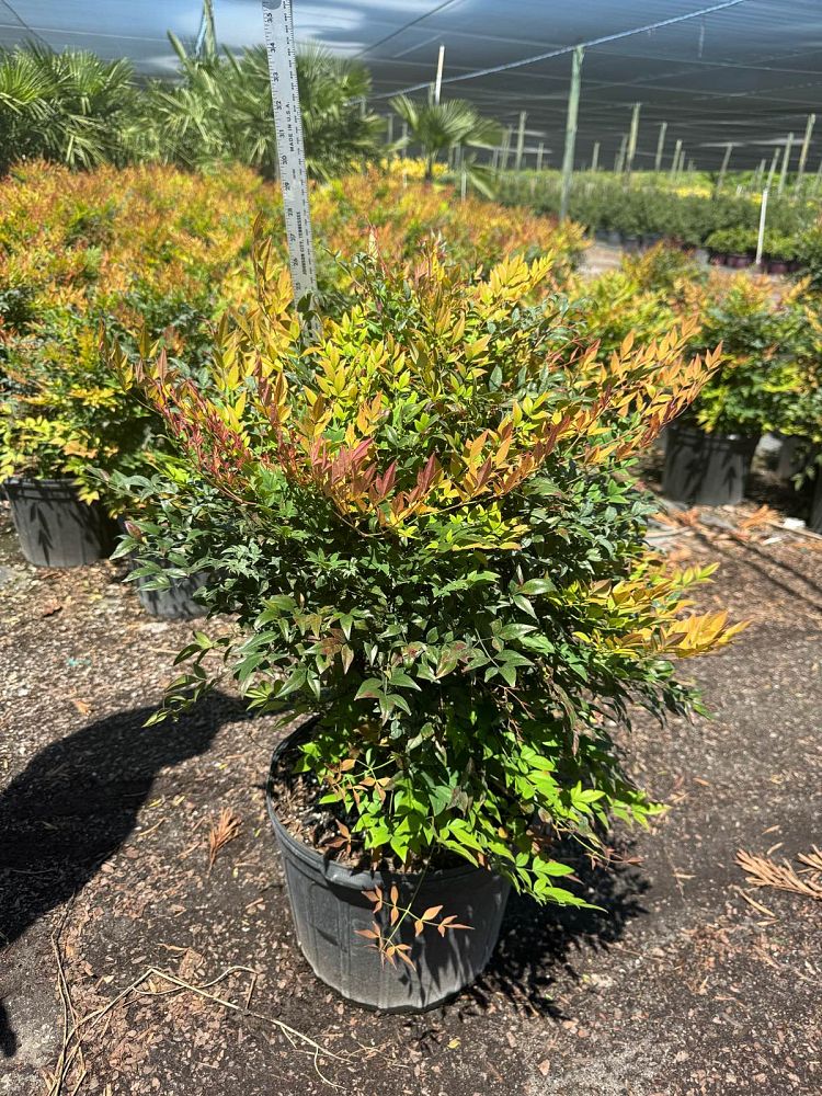 nandina-domestica-zhnan28-cool-glow-reg-peach-nandina