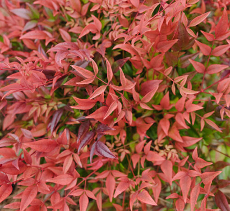 nandina-domestica-zhnan53-cool-glow-reg-pomegranate-nandina