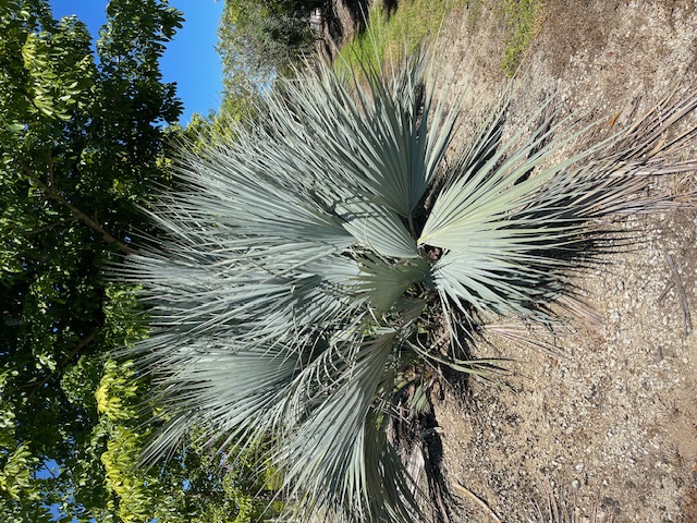 nannorrhops-ritchiana-nannorrhops-arabica-chamaerops-ritchiana-mazari-palm