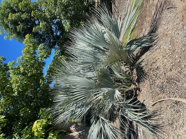 nannorrhops-ritchiana-nannorrhops-arabica-chamaerops-ritchiana-mazari-palm
