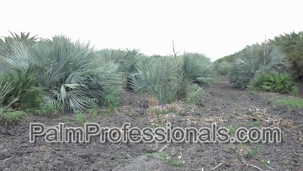nannorrhops-ritchiana-silver-form-mazari-palm-silver
