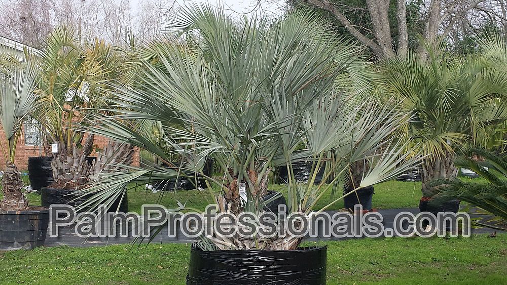 nannorrhops-ritchiana-silver-form-mazari-palm-silver
