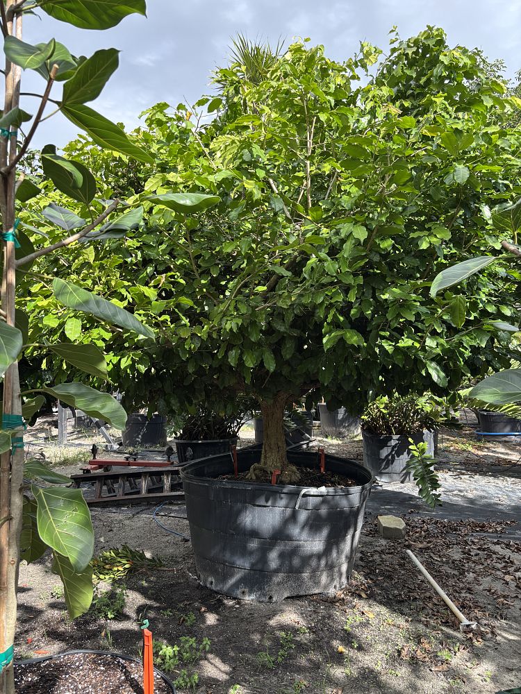 napoleonaea-imperialis-napoleon-s-hat-napoleona