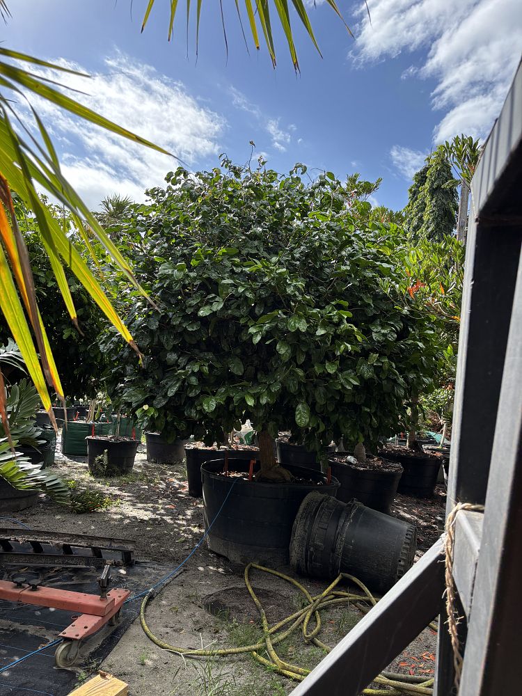 napoleonaea-imperialis-napoleon-s-hat-napoleona