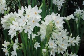 narcissus-papyraceus-paperwhite-daffodil
