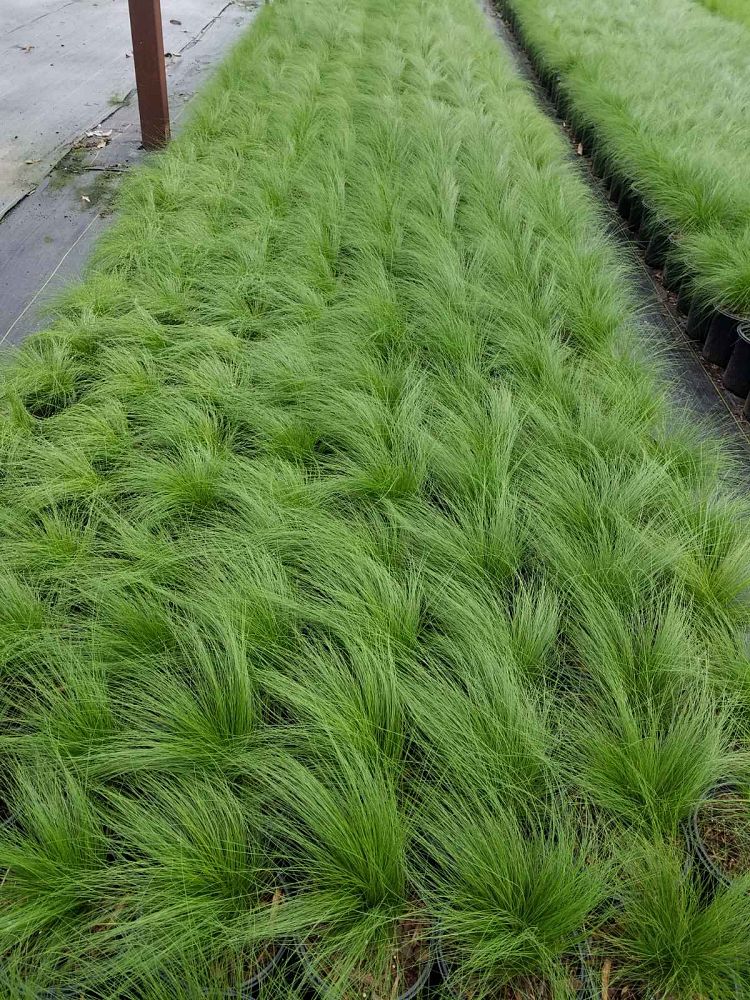 nasella-tenuissima-mexican-feather-grass