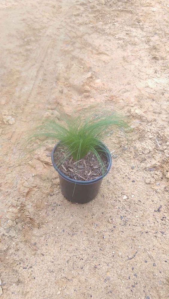 nasella-tenuissima-mexican-feather-grass