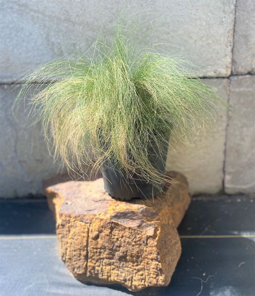 nasella-tenuissima-mexican-feather-grass