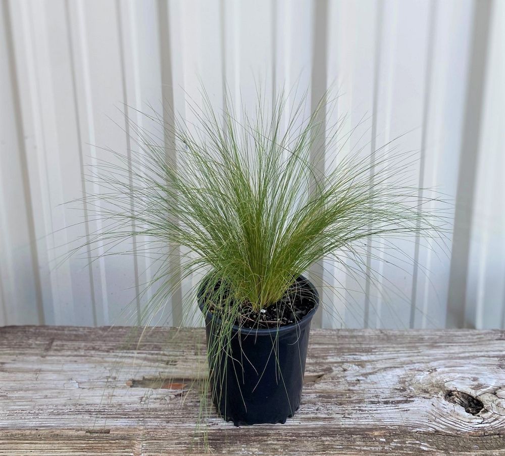 nasella-tenuissima-mexican-feather-grass