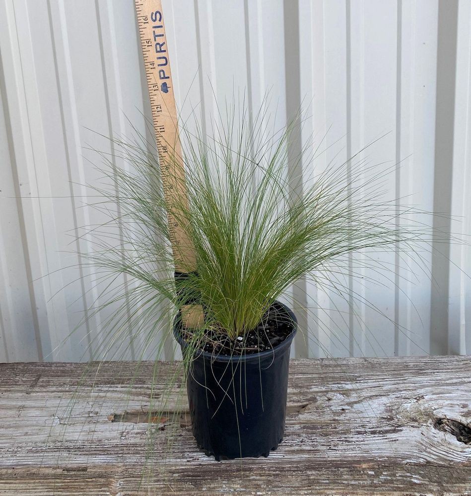 nasella-tenuissima-mexican-feather-grass