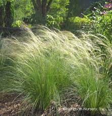 nasella-tenuissima-mexican-feather-grass