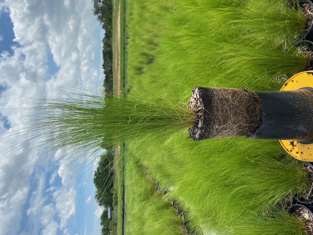 nasella-tenuissima-mexican-feather-grass