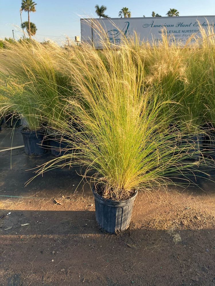 nasella-tenuissima-mexican-feather-grass