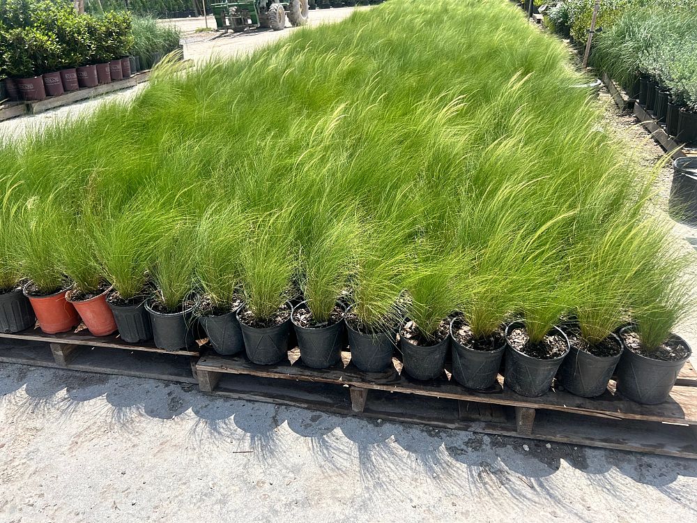 nasella-tenuissima-mexican-feather-grass