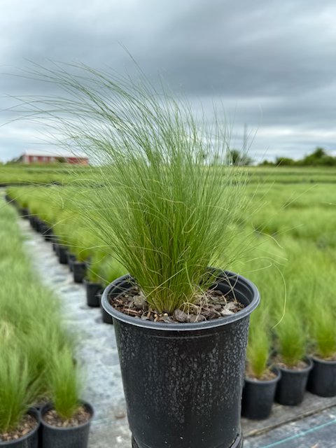 nasella-tenuissima-mexican-feather-grass