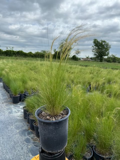 nasella-tenuissima-mexican-feather-grass